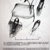 kretania sephirus kubanensis first description 4